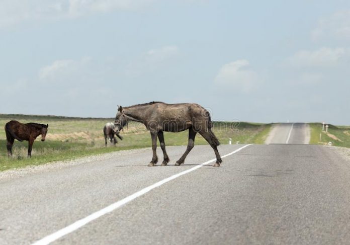 Cheval sur la route