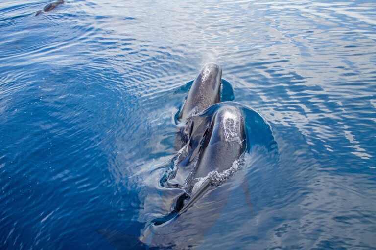 La Russie déploie des dauphins militaires en mer noire pour protéger la base navale de Sébastopol